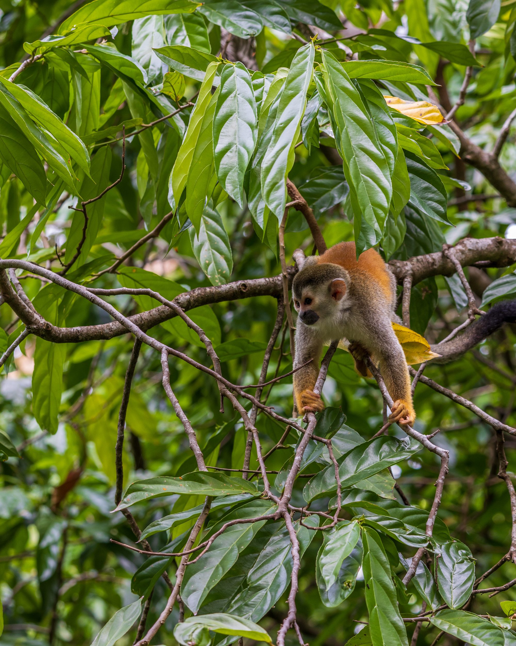 A squirrel monkey climbs among branches in the Costa Rican rainforest.