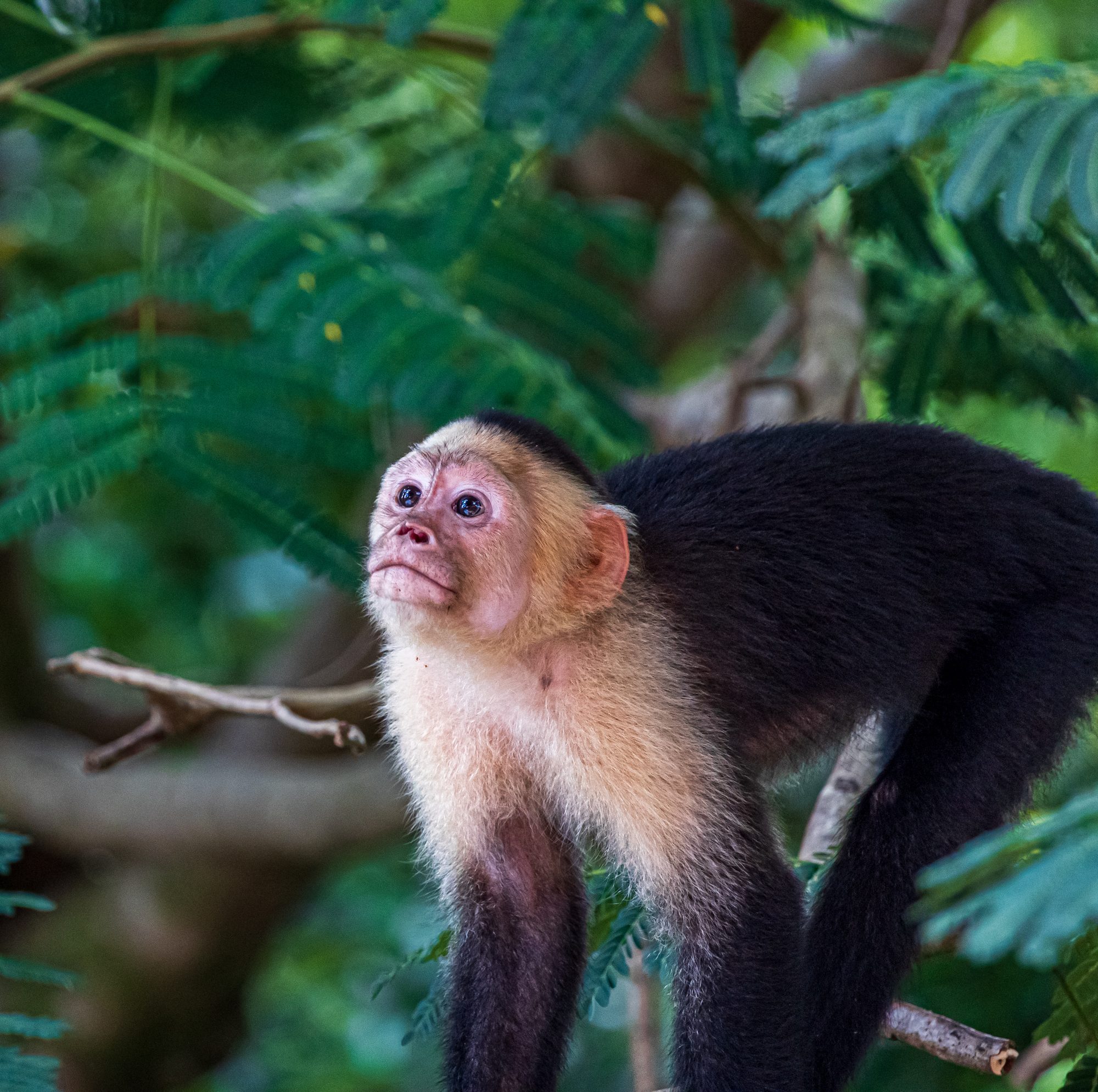 Mono carablanca en la selva cerca de Uvita
