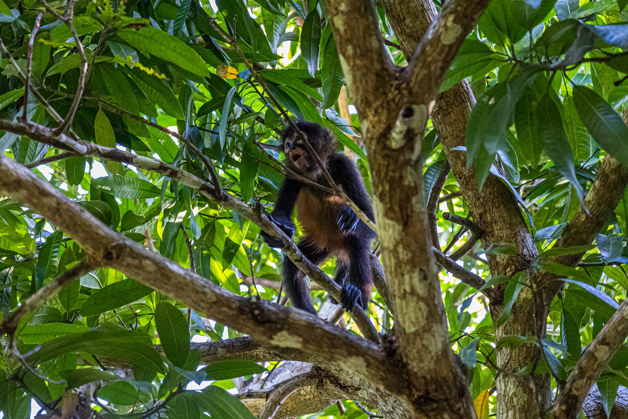 Mono araña en la selva cerca de Uvita