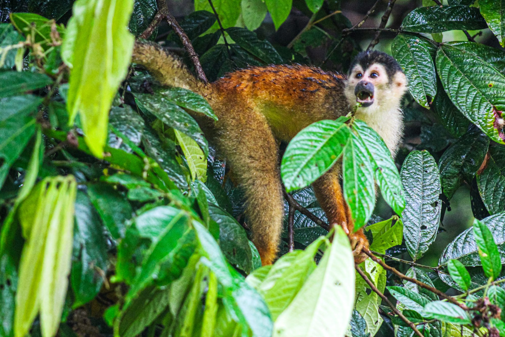 Mono tití en la selva cerca de Uvita