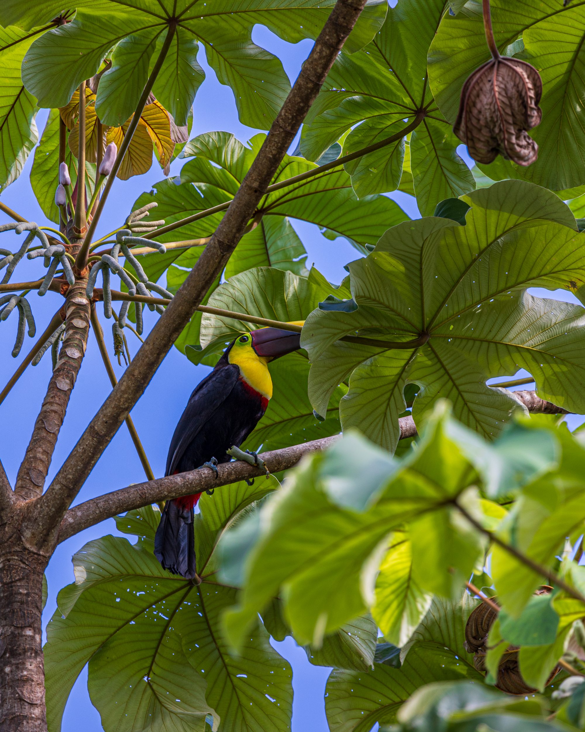 Tucán en la selva cerca de Uvita