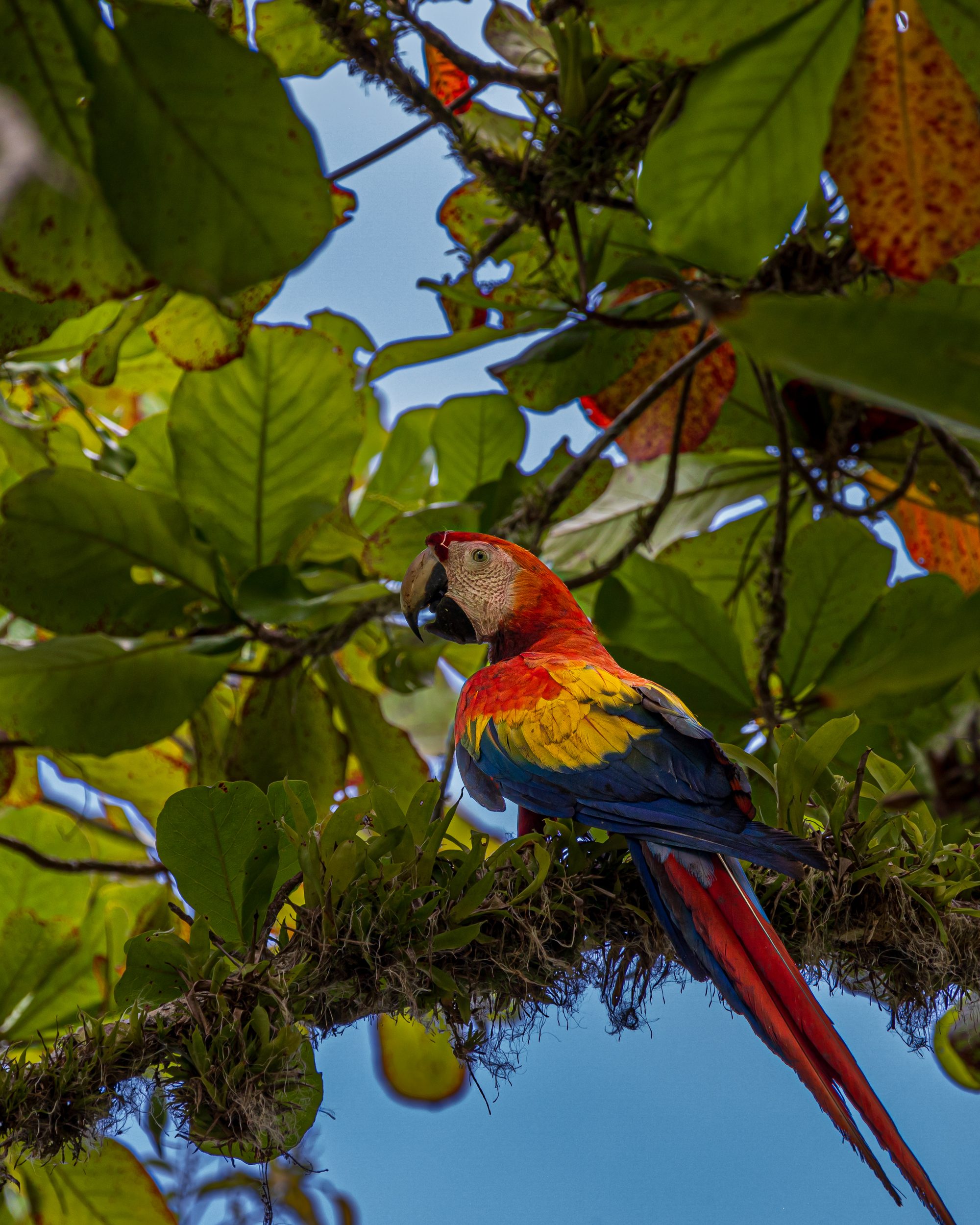 Guacamaya roja en la selva cerca de Uvita