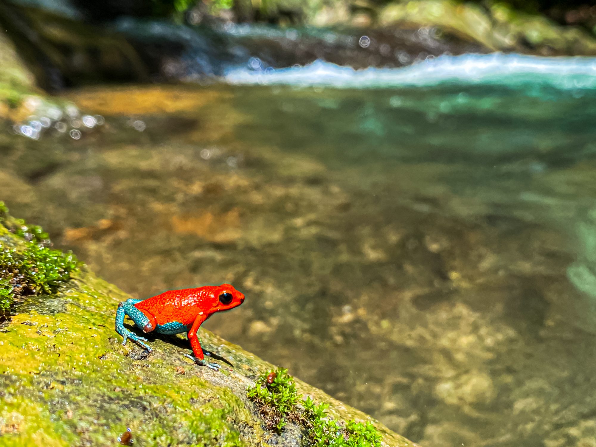 Rana roja junto a un río en la selva cerca de Uvita