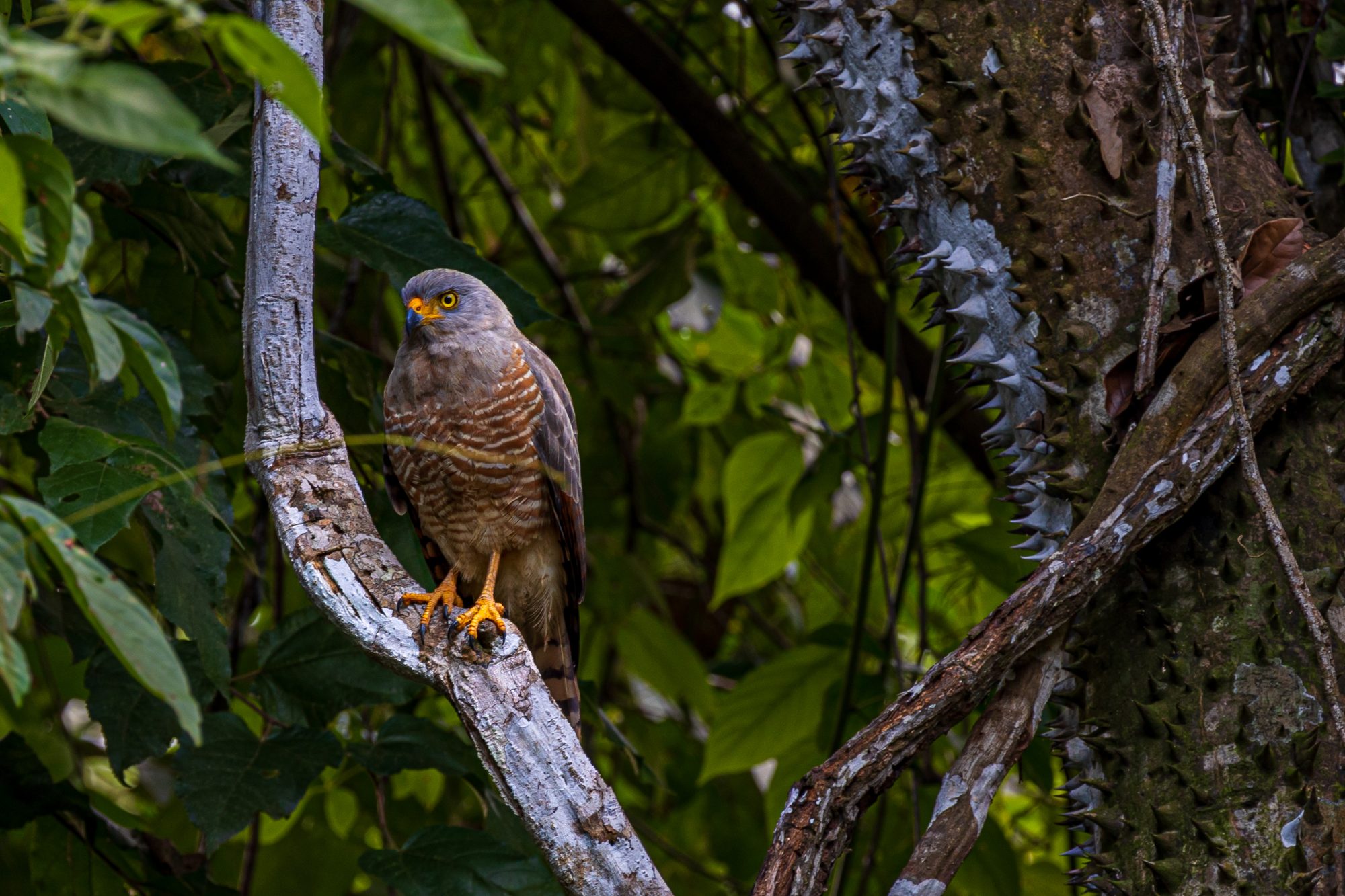 Gavilán en la selva cerca de Uvita