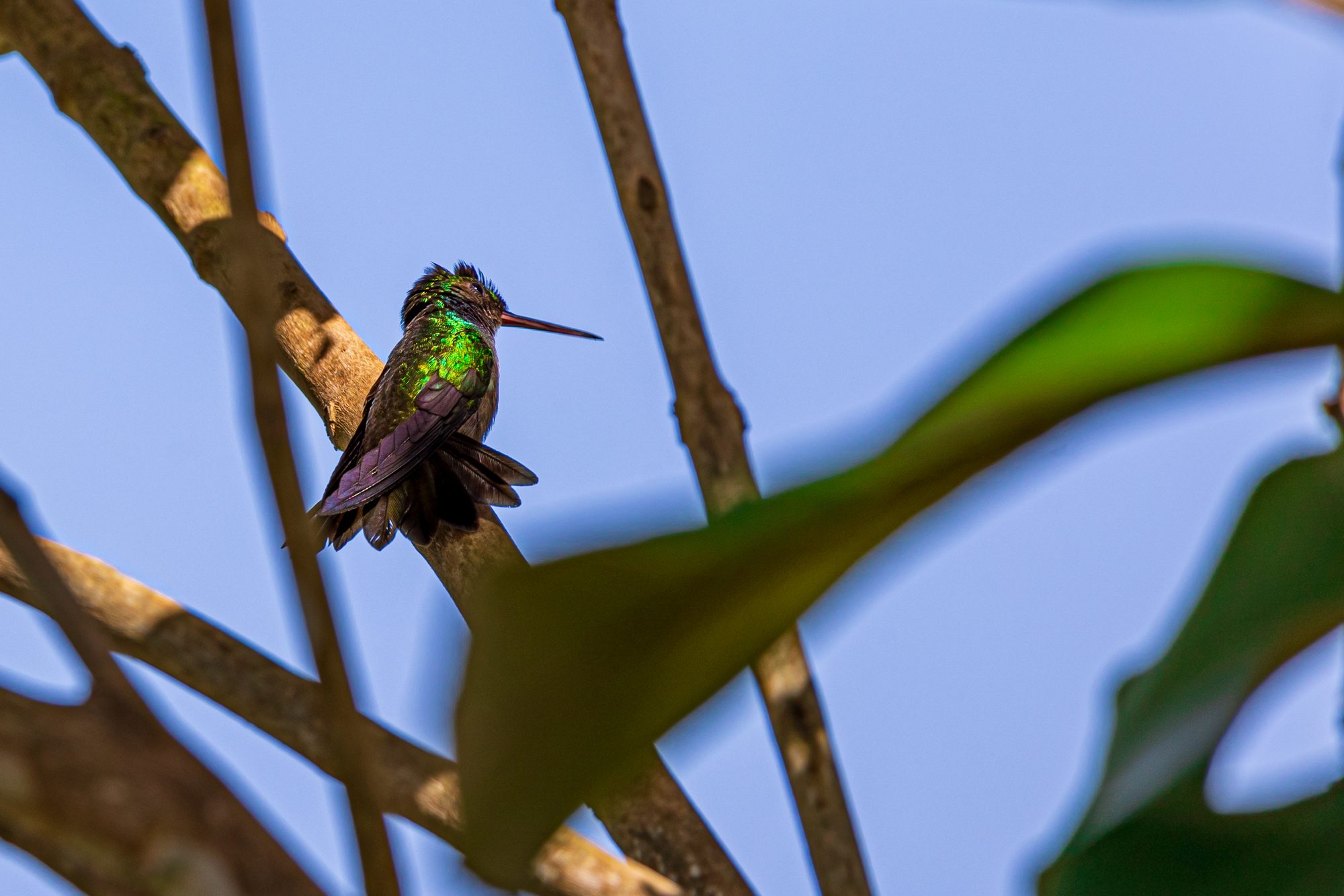 Colibrí en una rama cerca de Uvita