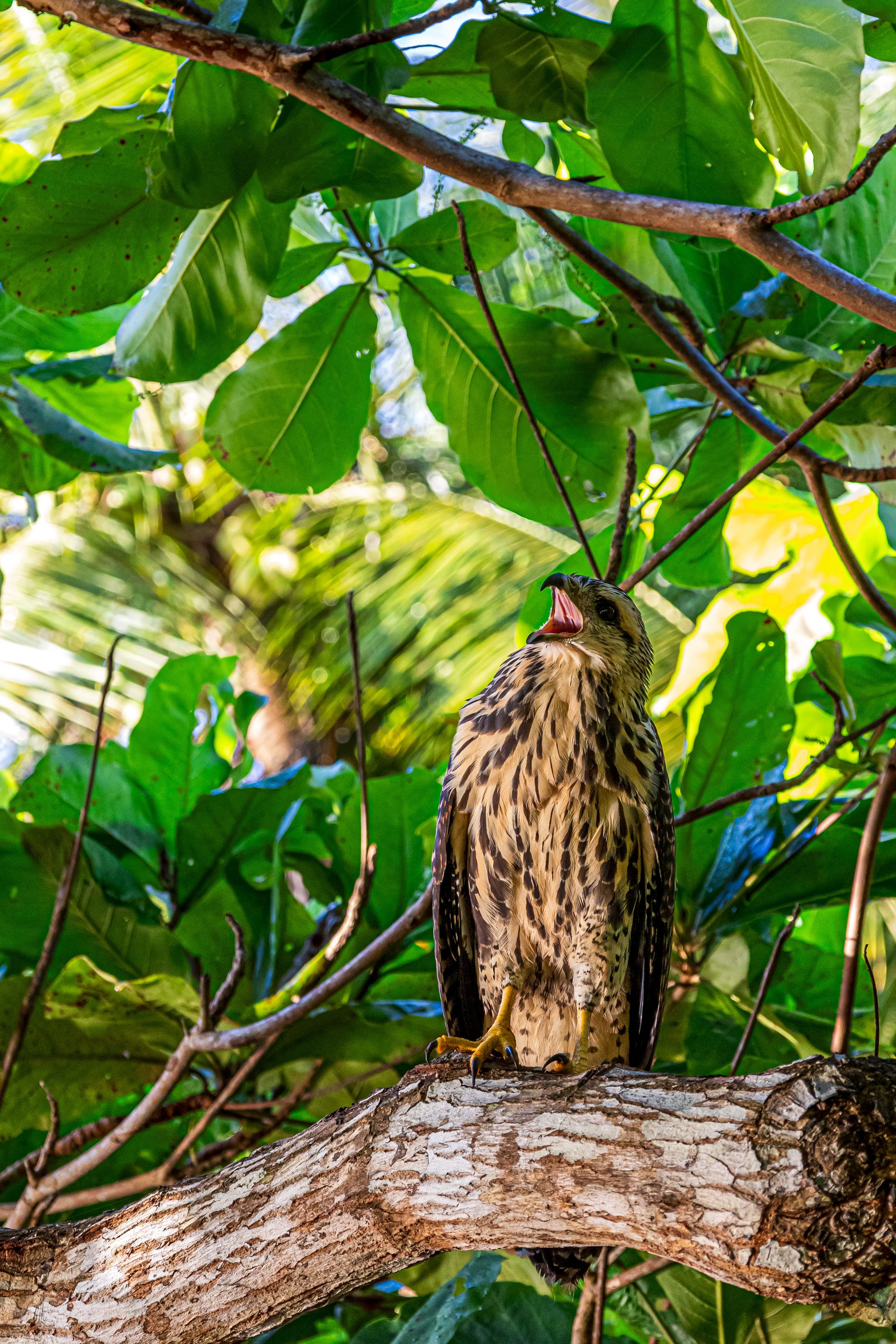 Young hawk with open beak perched on a branch amid tropical foliage.