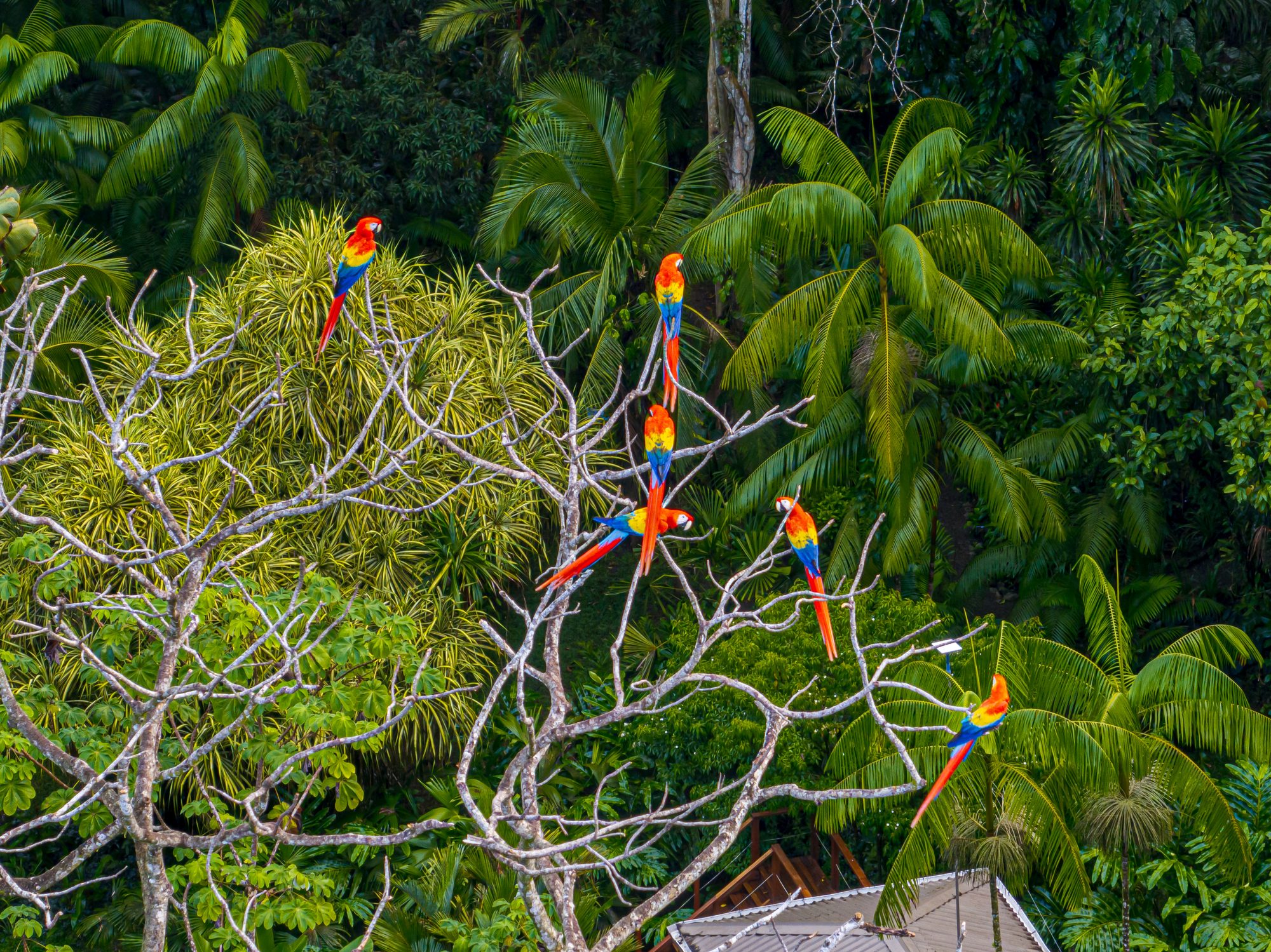 Group of scarlet macaws perched on a bare tree surrounded by tropical jungle.