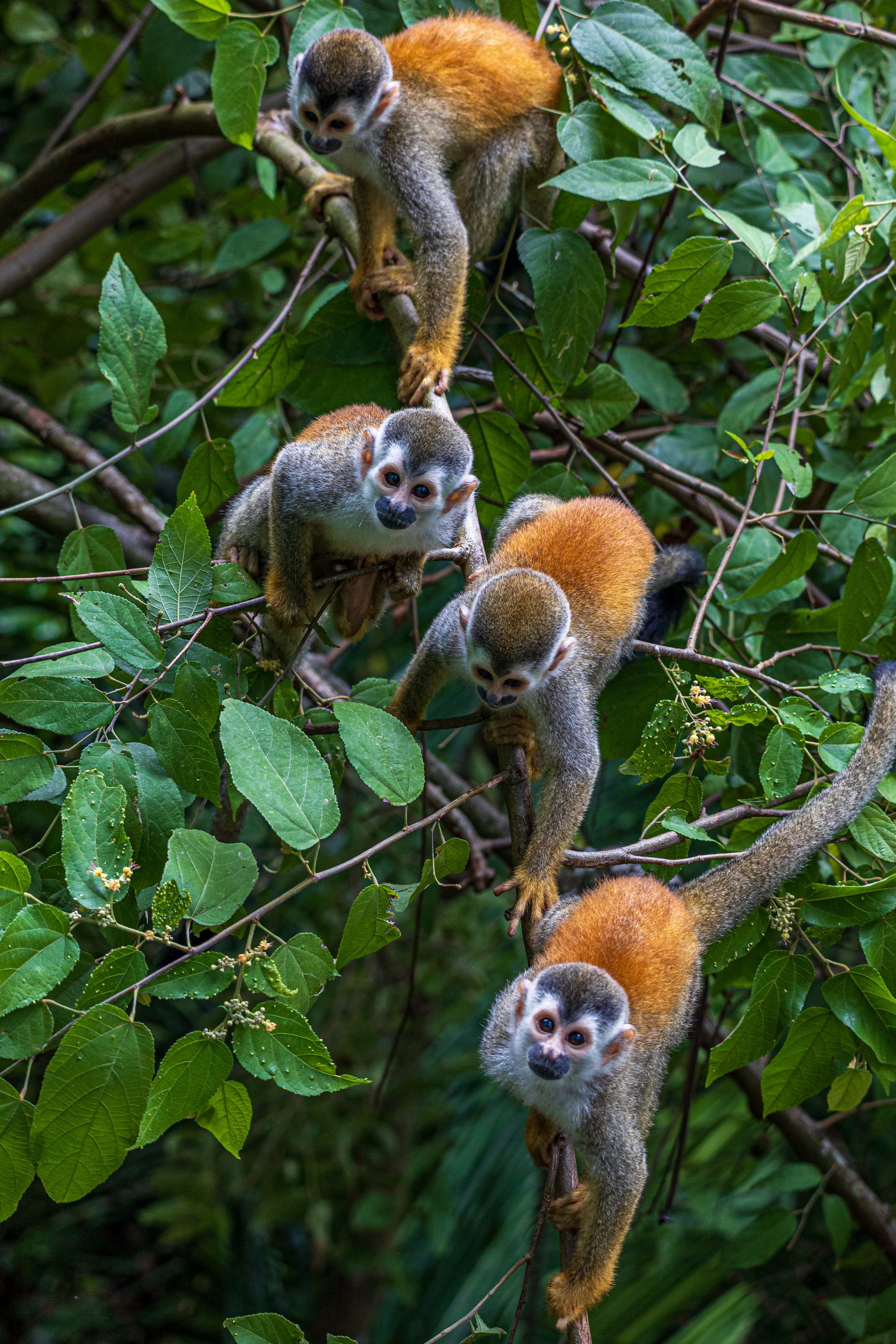 Group of squirrel monkeys among the green foliage of the Costa Rican jungle.