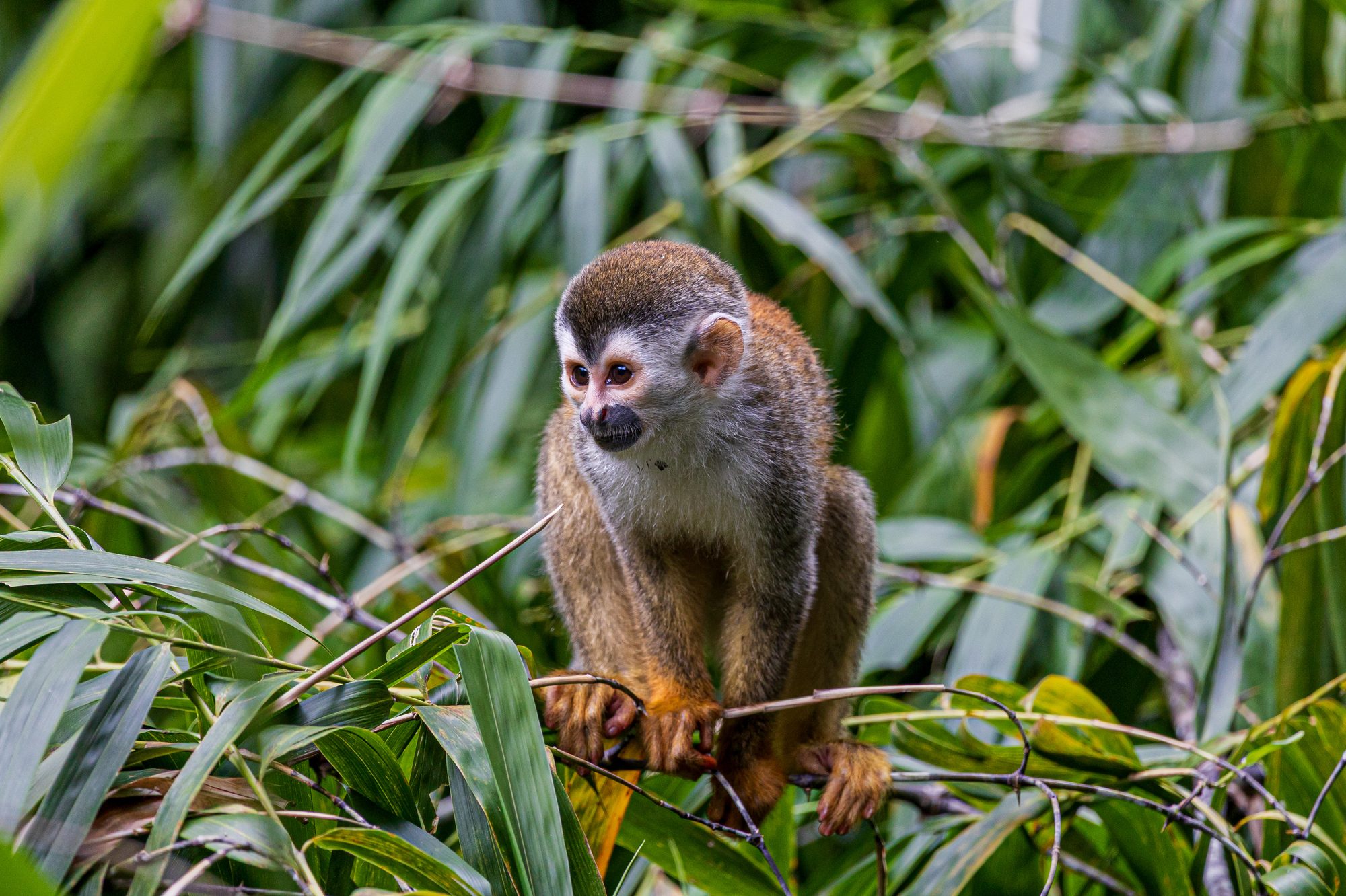 Squirrel monkey perched on a branch amid tropical jungle foliage.