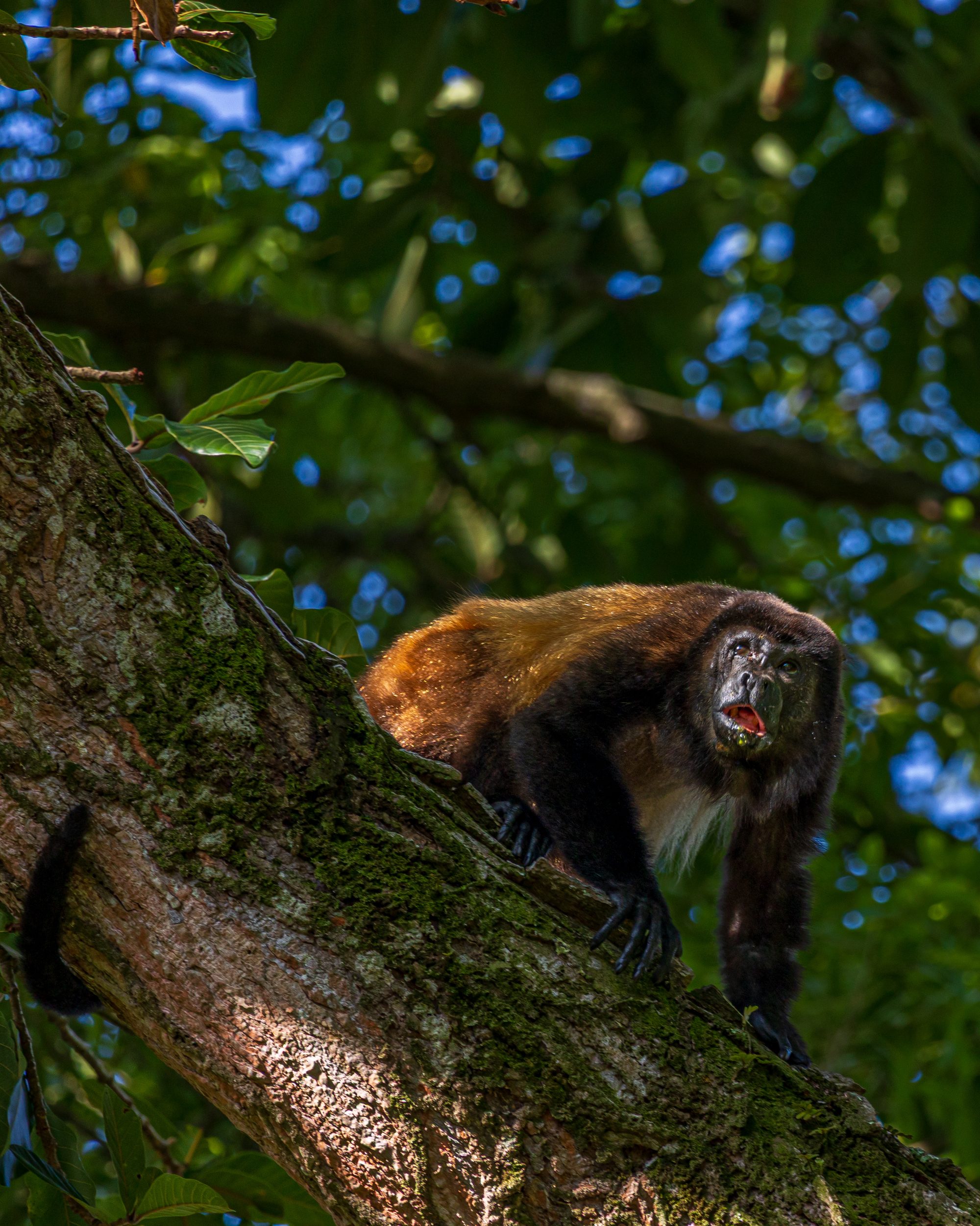 Howler monkey on a tree branch surrounded by tropical foliage.