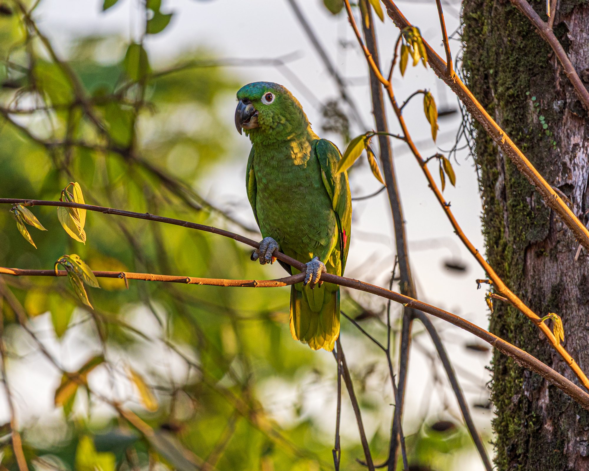 A green parrot perched on a branch amid Costa Rican jungle foliage.