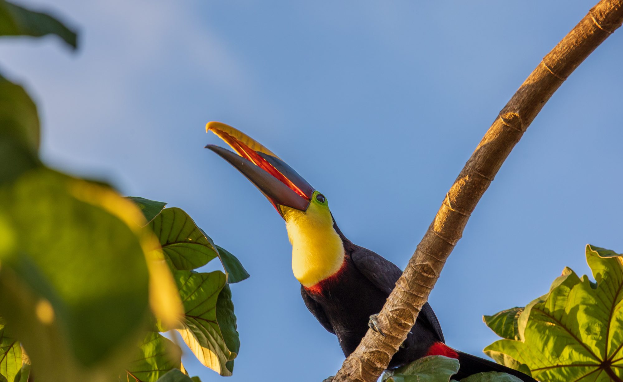 Toucan with yellow and red beak perched on a branch among green leaves