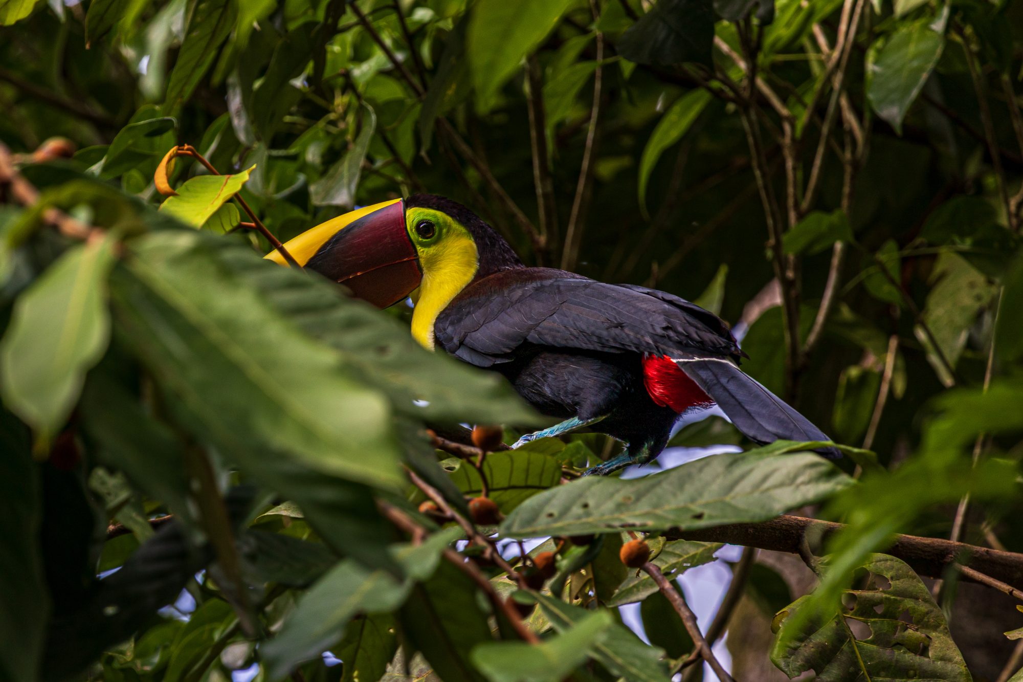 Toucan perched among tropical foliage in the Costa Rican jungle.