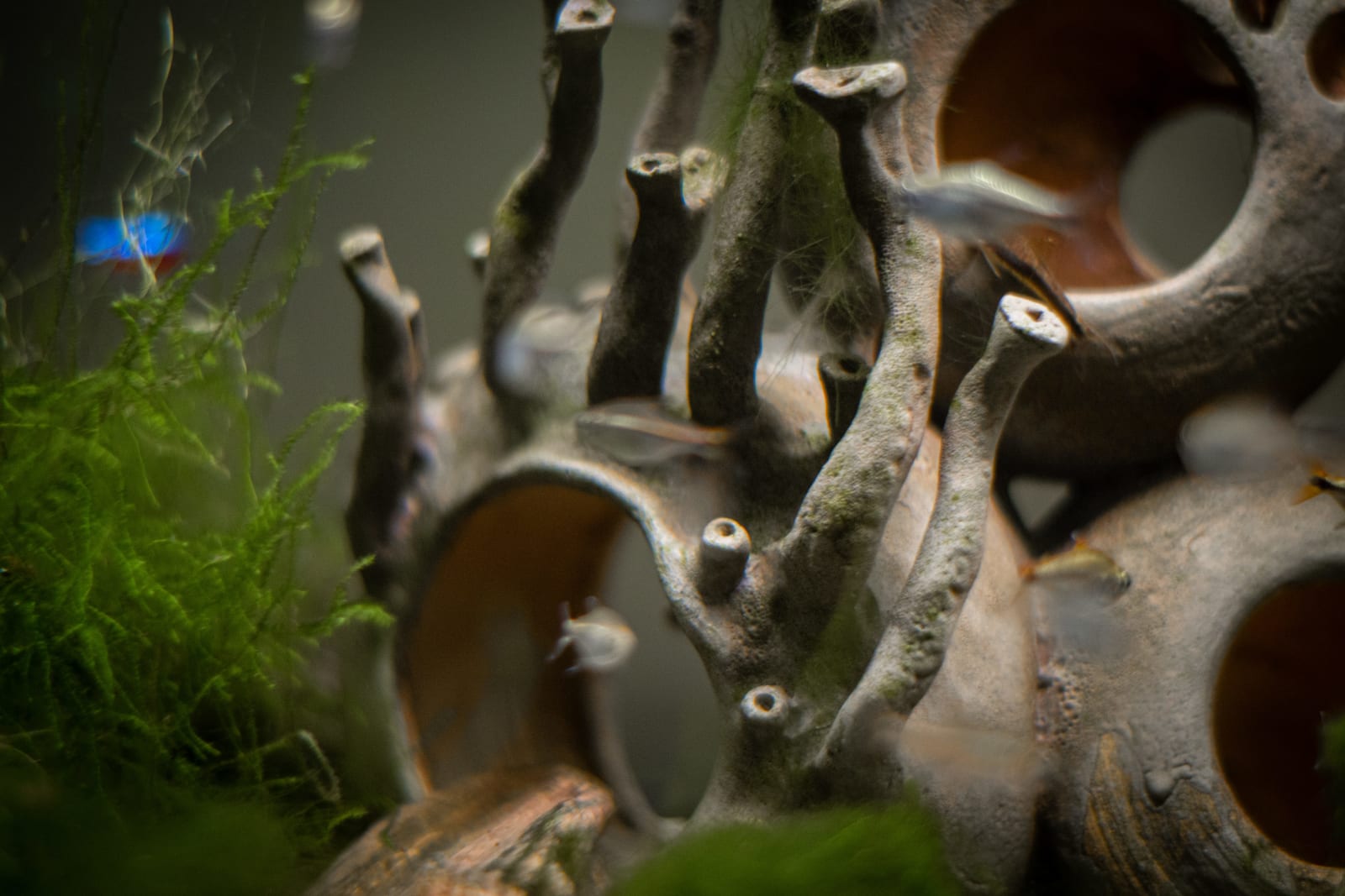 Ceramic underwater scene, close view of the openings