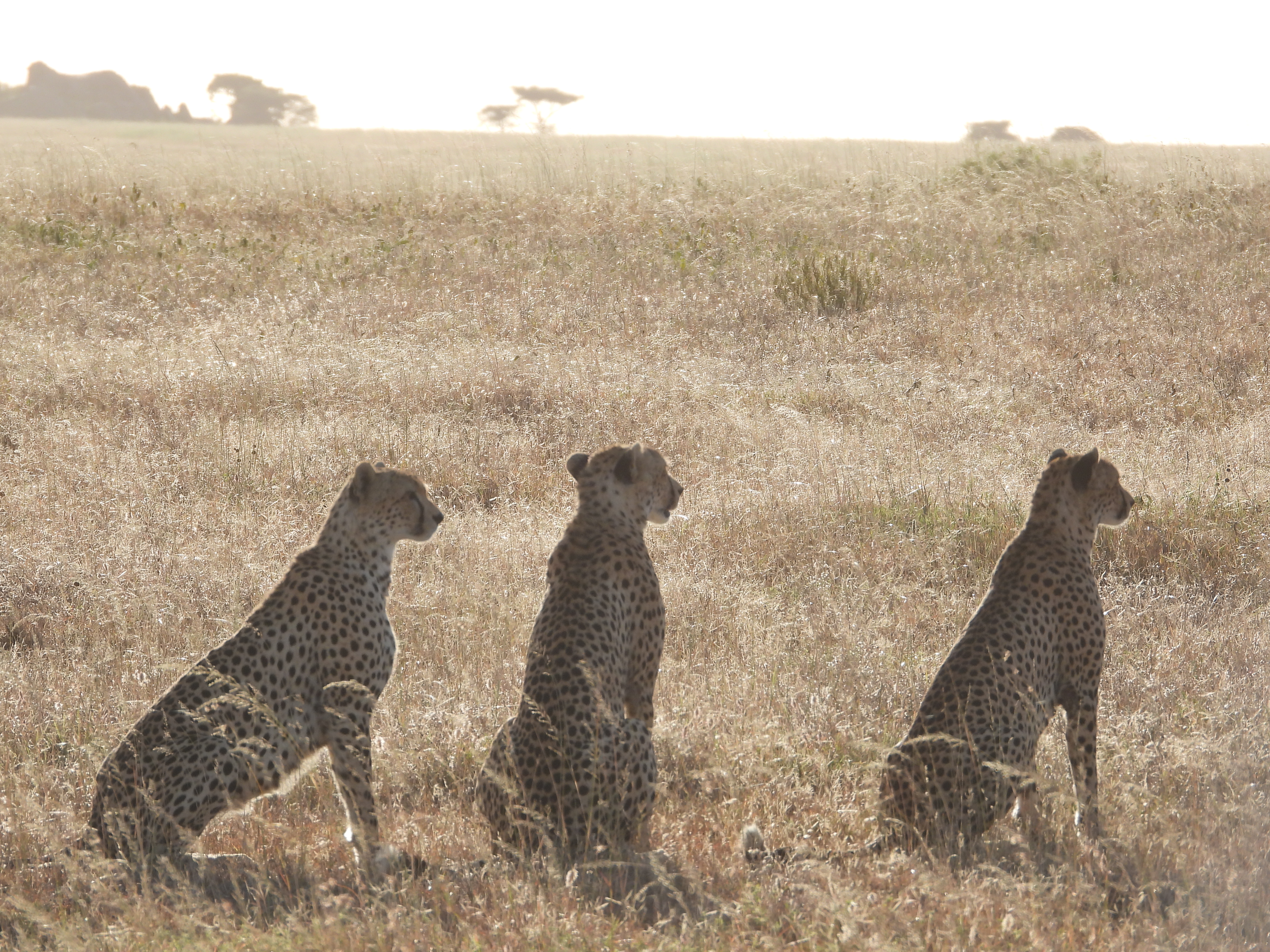 IMG 1346 hr3bls