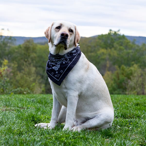 EMS Heritage Bandana