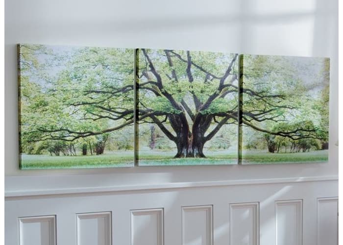 Savannah Oak Tree Triptych Canvas Prints