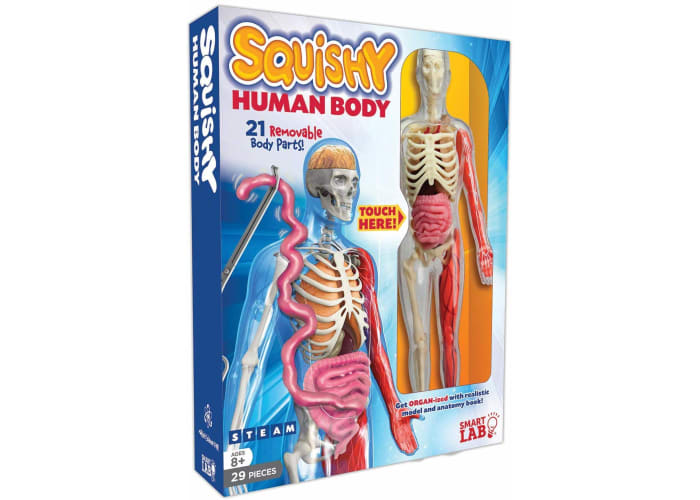 SmartLab Toys Squishy Human Body
