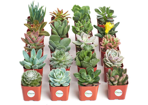 20-ct Live Succulent Plants