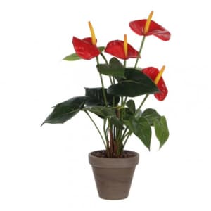 Künstliche Flamingoblume (Anthurium)