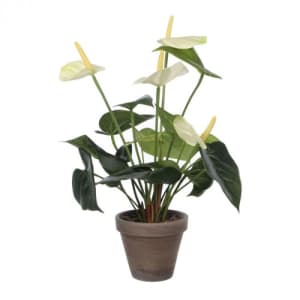 Künstliche Flamingoblume (Anthurium)