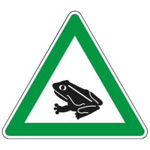 Krötenwanderung