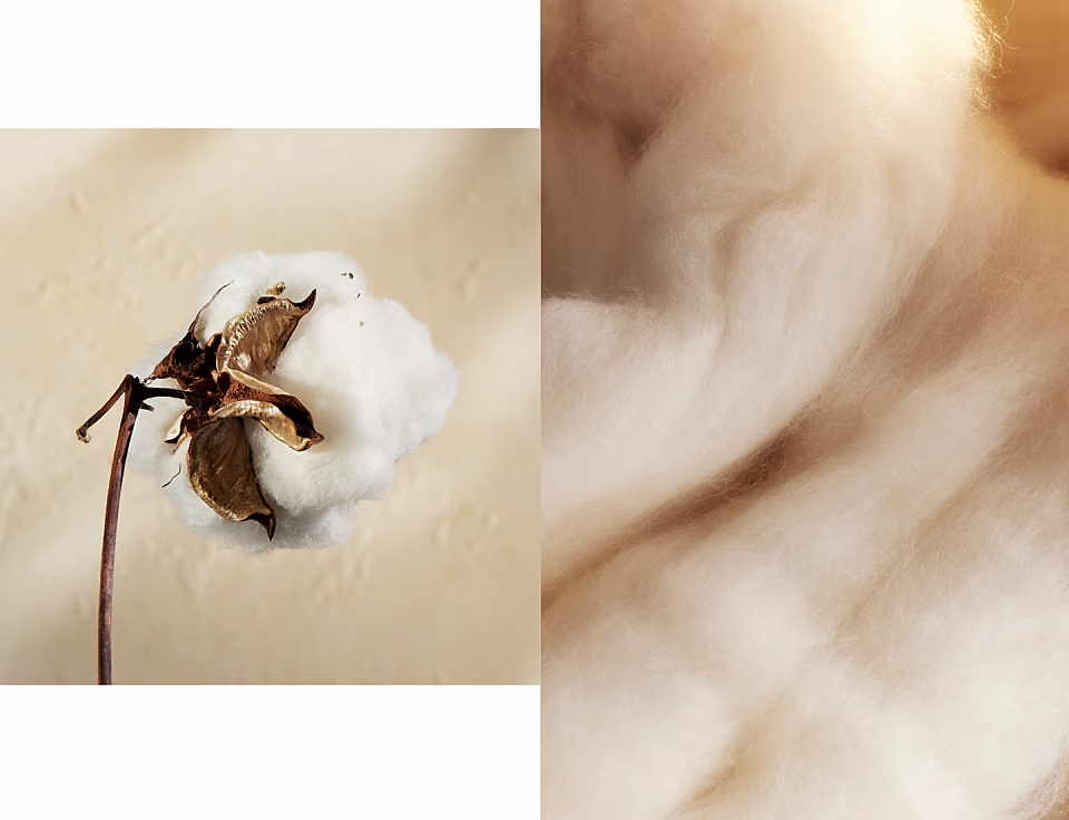 A detail close up of organic cotton boll and cotton