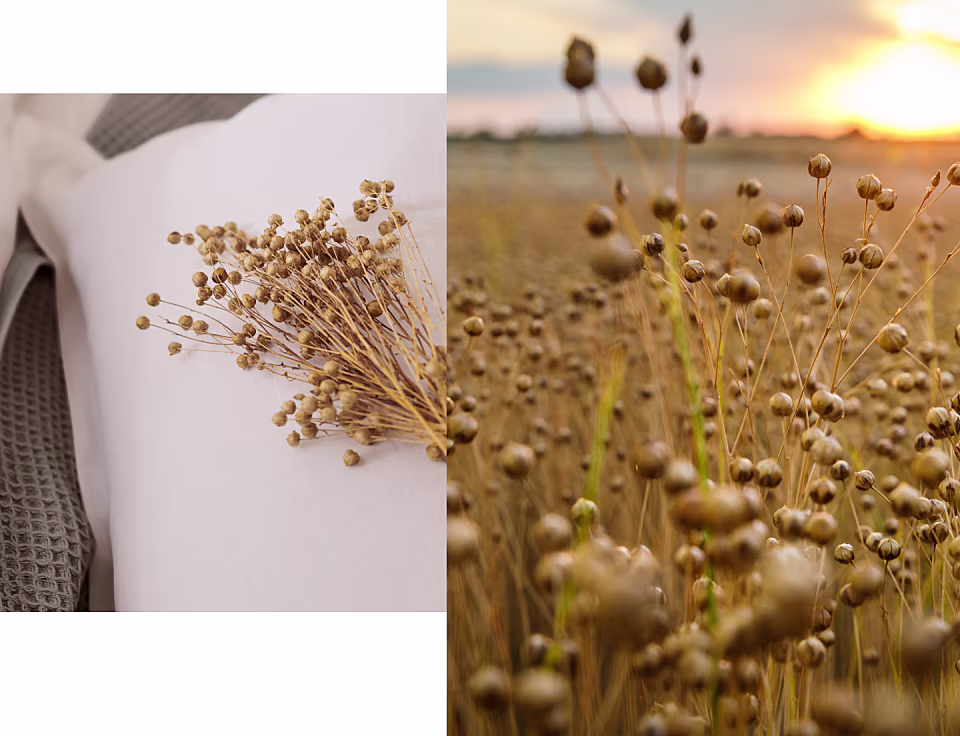 Collage of Belgian flax laying on a pillow and in the field