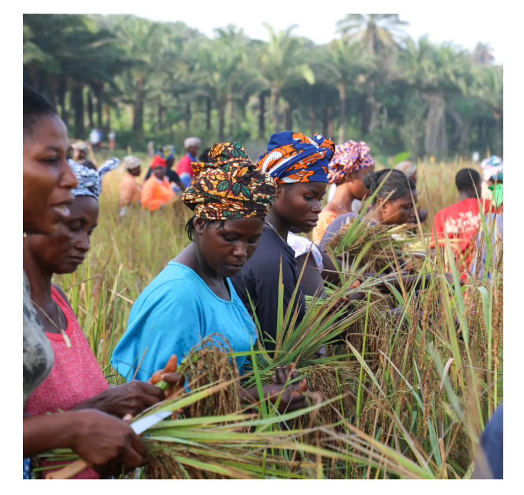 An Impact Assessment of the GEWE ACT of 2022 on Women’s Participation in Parliament and Agricultural Productivity in Sierra Leone
