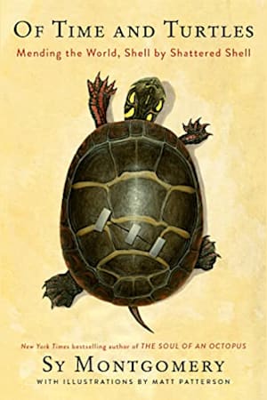 Book cover for Of Time and Turtles by Sy Montgomery