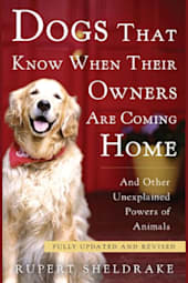 Dogs That Know When Their Owners Are Coming Home