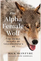 The Alpha Female Wolf