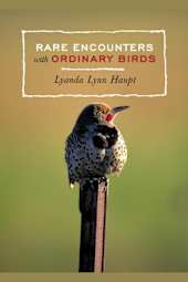 Rare Encounters with Ordinary Birds