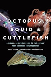 Octopus, Squid & Cuttlefish