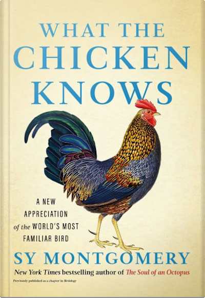 Book cover for What the Chicken Knows by Sy Montgomery