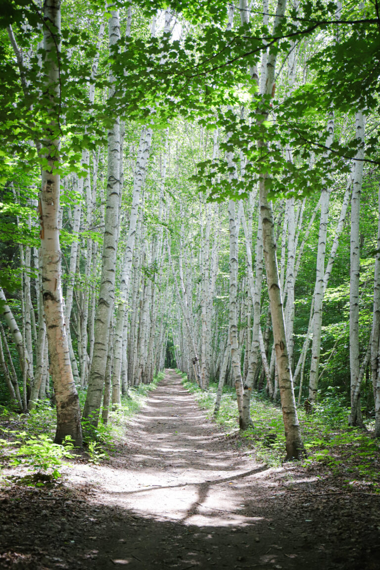 branch brook campground