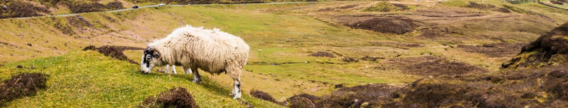 Clynelish