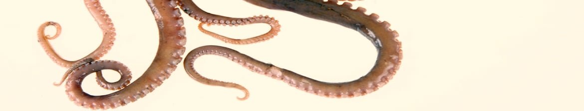 The Kraken