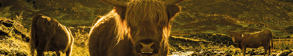 Tomatin