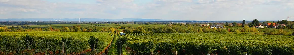 Weinbiet