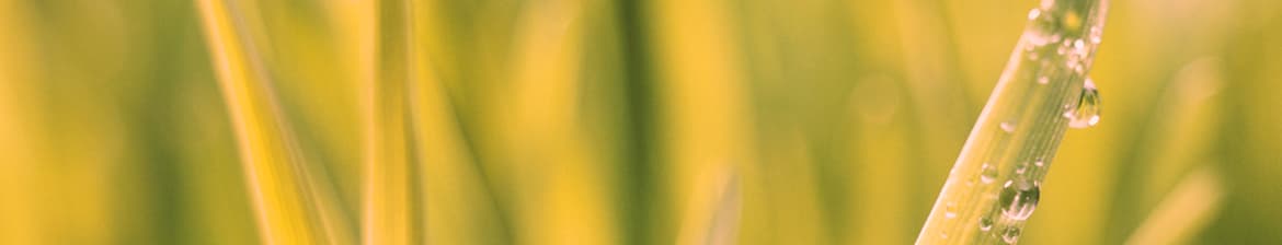 Zubrowka