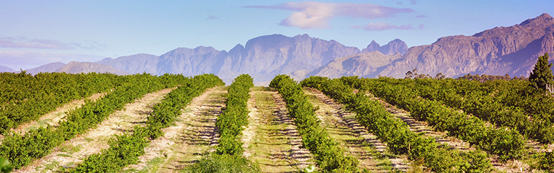 De kans is groot dat jouw favoriete Argentijnse malbec afkomstig is uit Mendoza