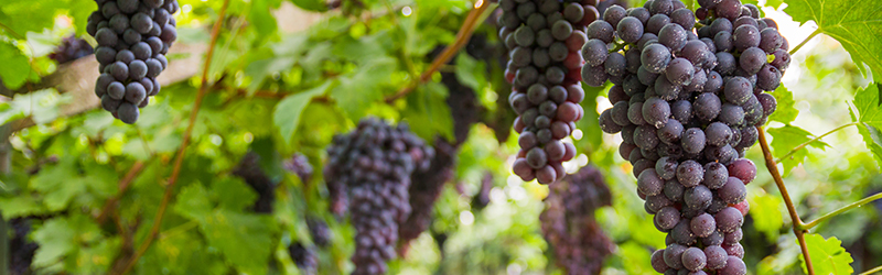 Bufallo Bourbon Zinfandel - banner