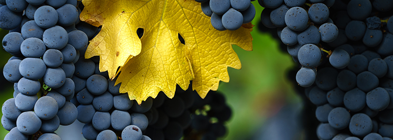 Lees meer over de kenmerken van de Cabernet Sauvignon
