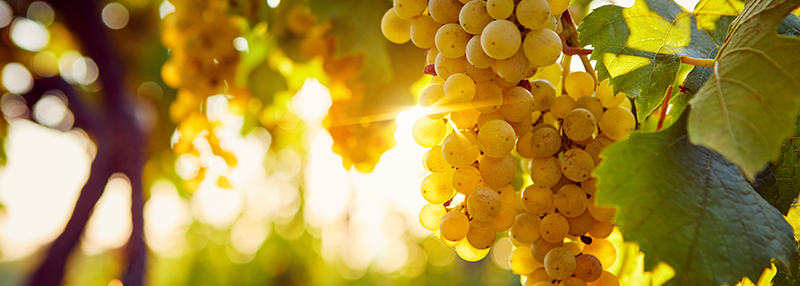 chardonnay druiven