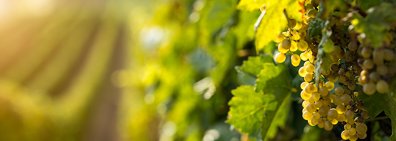 Chardonnay: lees meer over dit druivenras