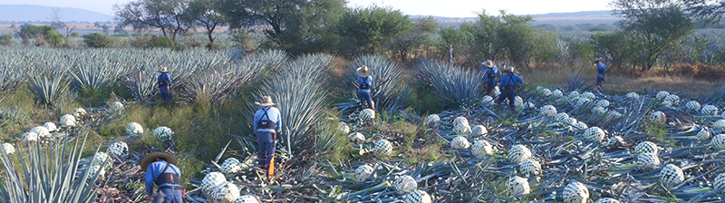 Don Julio Tequila vervaardigt men op basis van de Agave Tequilana