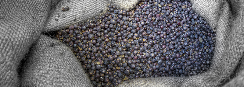 Jeneverbessen zijn een cruciaal onderdeel voor de productie van gin
