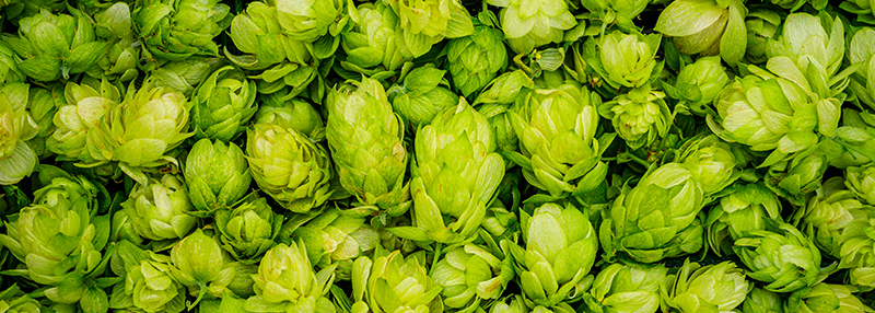 Hop: de smaakmaker op gebied van IPA's