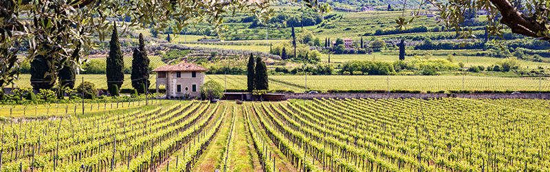 Italiaanse mousserende wijn, heerlijke wijn met verleidelijke bubbeltjes. Je leest alles over de verschillende soorten in ons blog.